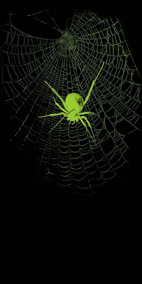 spider phone wallpapers Spider Web, Phone Wallpapers, Wallpapers, Green