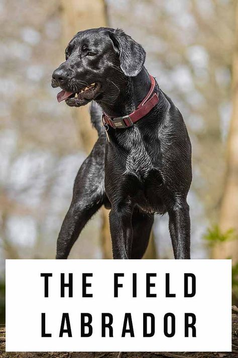 Field Labrador - The Hardest Working Labrador Retriever Of All Field Labrador Retriever, Working Labrador Retriever, Field Labrador, Working Labrador, American Labrador Retriever, American Labrador, English Labrador, 40 Acres, Retriever Puppies