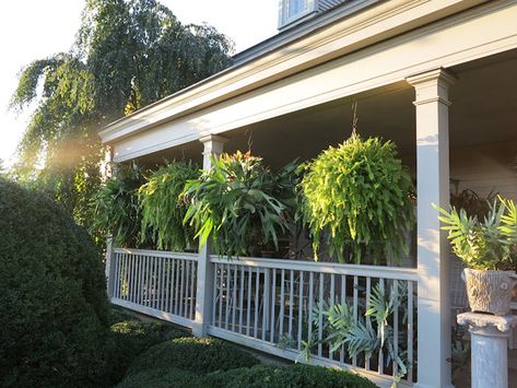 MARTHA MOMENTS: Martha's Porch at Bedford Ferns On Front Porch, Fernery Ideas, Hanging Ferns, Hanging Plants Diy, House Unique, Ferns Garden, Staghorn Fern, Sunroom Designs, Small Greenhouse