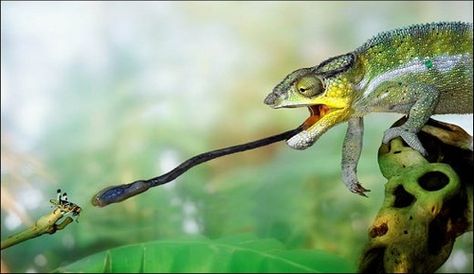 #chameleon #tongue Chameleon Tongue, Desert Lizards, Jackson Chameleon, Lizard Types, Animal Adaptations, Canada Images, Interesting Animals, Reptiles And Amphibians, Animal Planet