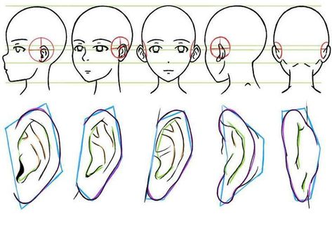 Ear Angle Reference, Ears At Different Angles, Ears From Different Angles, Ear Angles, Ears Anatomy Drawing, Ear References, Draw Ear, Ears Reference, Drawing Ears