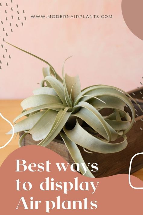 7 Best Places to Put Air Plants - Modern Air Plants Ways To Display Air Plants, Diy Air Plant Holder Ideas, Airplants Display Ideas, Large Air Plants, Plant Display Ideas, Air Plants Care, Air Plant Display, Air Plant Holder, Plant Species