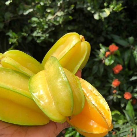 Star Fruit Aesthetic, Starfruit Aesthetic, Caribbean Fruits, Fruity Design, Food Pic, Star Fruit, Nature Vibes, Caribbean Food, Summer Soiree