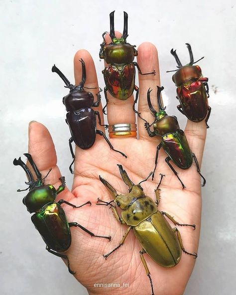 SAFARI en Instagram: “The largest order of all insects, beetles or Coleoptera, populate the world in astounding biodiversity with around 400,000 described…” Beetle Species, Sunset Moth, Atlas Moth, Vulture Culture, Stag Beetle, Beetles, Vintage Frames, The Rainbow, Bugs