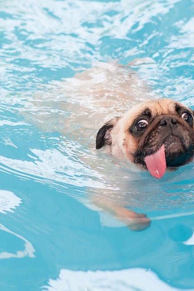 How to Train Your Dog to Swim in a Pool #dogtips #dogtraining #swimmingdog #pool #pooldog Dogs In Pool, Dog In Pool, Dogs Swimming, Dog Minding, Dog Swimming, Easiest Dogs To Train, Preppy Beach, Wise Sayings, Dog Stroller