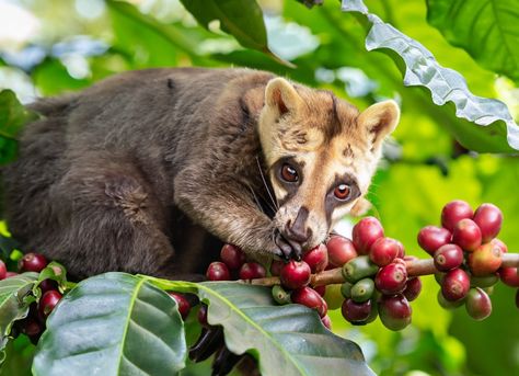 Kopi Luwak Coffee, Coffee Processing, Civet Coffee, Luwak Coffee, Coffee Pairing, Expensive Coffee, Coffee Varieties, Espresso Shot, Specialty Coffee