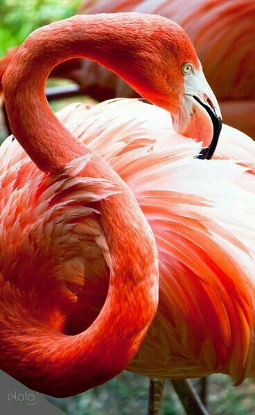 Flamingo Aesthetic, Flamingo Pictures, Red Flamingo, Flamingo Art Print, Flamingo Painting, Flamingo Bird, Flamingo Art, Pink Bird, Exotic Birds