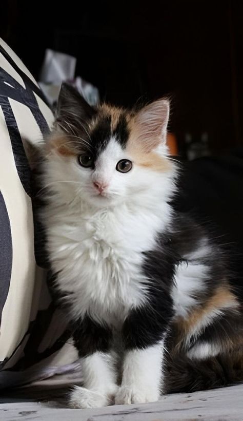 Long Hair Calico Cats, Cats Aesthetic, Gorgeous Cats, Cute Cats Photos, Pretty Animals, Funny Cute Cats, Cute Kittens, Cute Cats And Dogs