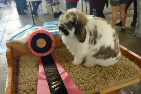 Show-quality Holland Lop Rabbits for sale Livestock Aesthetic, Rabbit Showing, Rabbit Feed, Hannah Core, Show Rabbits, Rabbit Stuff, Rabbit Feeding, Rabbits For Sale, Pig Showing