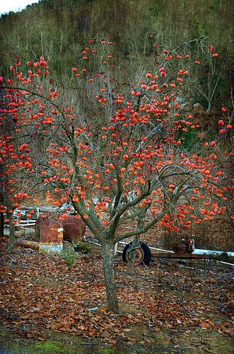 One of the most fabulous native fruit trees for fall color! Even if you don't like the fruit, always remember, the wildlife DOES! Persimmon Tree, Persimmon Fruit, Nut Trees, Tree Seedlings, Food Forest, Growing Fruit, Fruit Tree, Big Tree, Fruit Garden