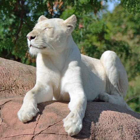 White Lion Female, White Lion Aesthetic, Albino Lioness, Melanistic Lion, Lioness Aesthetic, White Lion Art, Albino Lion, Highlights Rp, White Lioness