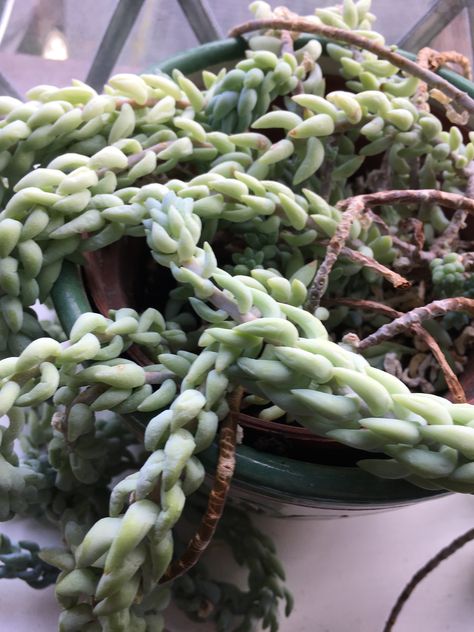 With trailing tendrils of this succulent can grow up to three feet long, burro’s tail is a popular choice for hanging planters and shelves in need of a spill of greenery. This Mexico native thrives in bright light, but direct sunlight can burn its delicate leaves.  #gardening #gardenideas #garden #succulentgarden #succulenttips #marthastewart Kalanchoe Blossfeldiana, Zebra Plant, Propagating Succulents, Crassula Ovata, Healing Plants, Air Purifying Plants, Succulents Indoor, Jade Plants, Gardening Advice