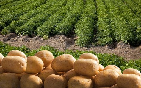 Potatoes. Stack of potatoes on field , #sponsored, #Stack, #Potatoes, #field, #potatoes #ad Potato Farm, A New Earth, Farm Products, Idaho Potatoes, Diy Business Cards, Cannes France, Space Planets, Spring Nature, New Earth