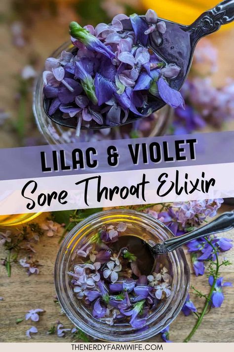 In this recipe, fresh lilac and violet flowers combine with honey and brandy to make a tasty herbal elixir for sore throats and mild coughs. Medicinal Herbs Remedies, Medicine Garden, Herbal Remedies Recipes, Herbal Elixir, Violet Flowers, Cold Sores Remedies, Herbal Recipes, Herbal Apothecary, Natural Healing Remedies