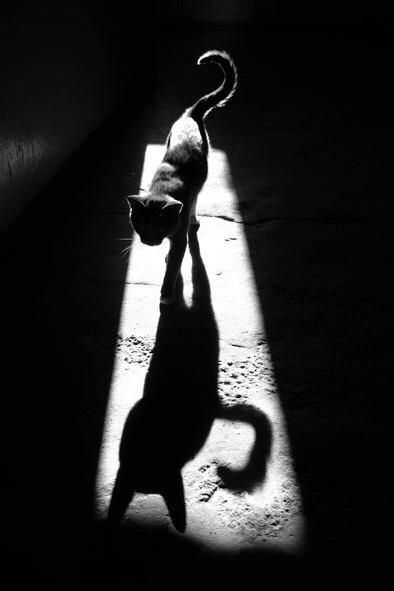 Cat Shadow, Shadow Silhouette, Shadow Photography, Cat Silhouette, Appaloosa, Cat Sleeping, Black N White Images, Quarter Horse, Chiaroscuro