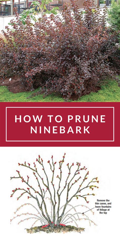 Because it adds brilliant foliage color to the garden for months, ninebark has become a popular substitute for the invasive burning bush (Euonymus alatus, Zones 4–8). However, many varieties of ninebark will get super large. Ginger Wine Ninebark Landscaping, Tiny Wine Ninebark Landscaping, Panther Ninebark, Ninebark Shrub Landscaping, Nine Bark Shrub, Burning Bush Landscaping, Common Ninebark, Diablo Ninebark, Ninebark Shrub