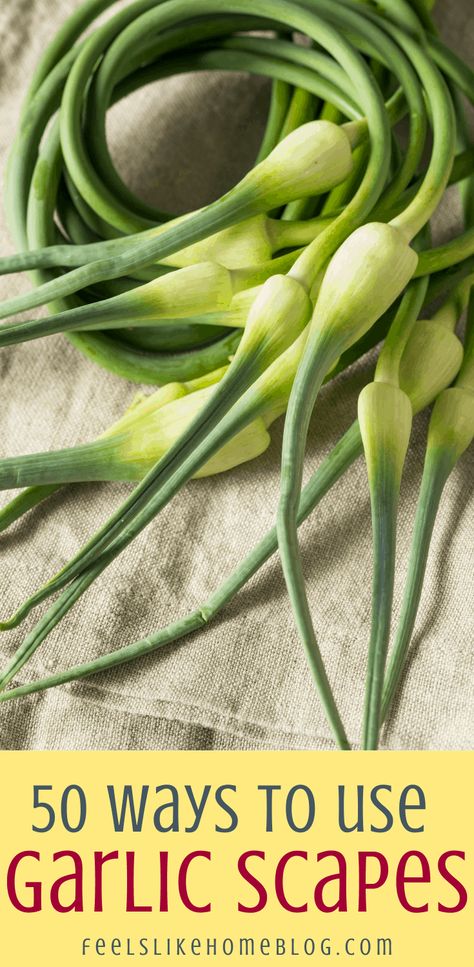 Garlic Scapes Recipes, Scapes Recipes, Freezing Garlic, Garlic Shoots, How To Cook Garlic, Garlic Garden, Spring Garlic, Garlic Scape Pesto, How To Store Garlic