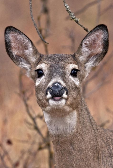 Deer Head Photography, Deer Facing Forward, Deer Close Up, Deer Front View, Deer Side Profile, Funny Deer Pictures, Deer Nose, Whitetail Deer Photography, Deer Reference