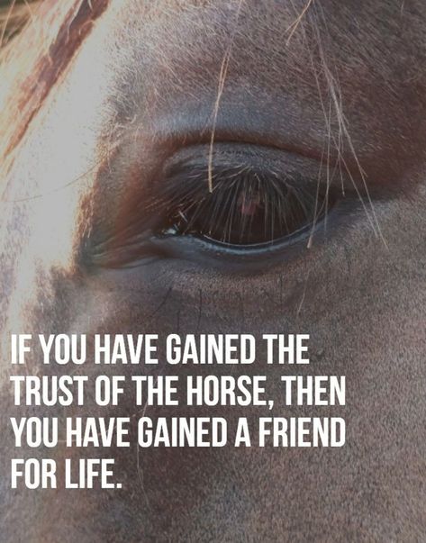 Love Horses Quotes, Horse Quotes Inspirational, Horse Quotes Meaningful, Quotes About Horses, Basketball Video, Horse Sayings, Equine Quotes, Inspirational Horse Quotes, Horse Riding Quotes