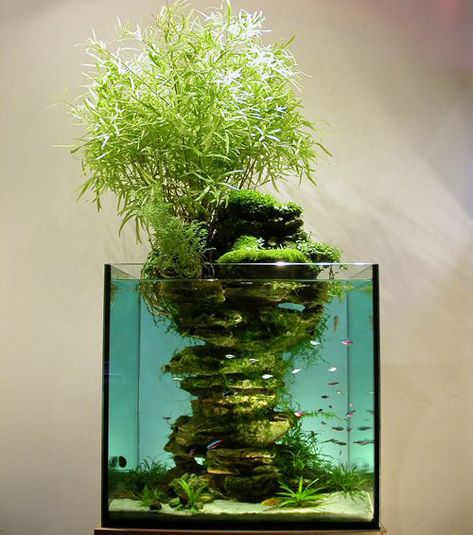 Terrariums originaux : au-dessus d'un aquarium Aqua Bonsai, Bonsai Inspiration, Tanaman Air, Amazing Aquariums, Cool Fish Tanks, Indoor Water Garden, Aquarium Terrarium, Ancient Japanese Art, Nano Aquarium