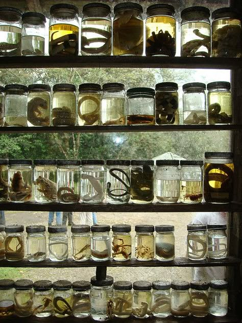 Specimen Jars... Tenorio National Park Paradis Sombre, Specimen Jars, Wet Specimen Taxidermy, Wet Specimen, Taxidermy Art, Vulture Culture, Goblin Core, Mad Scientist, Baker Street