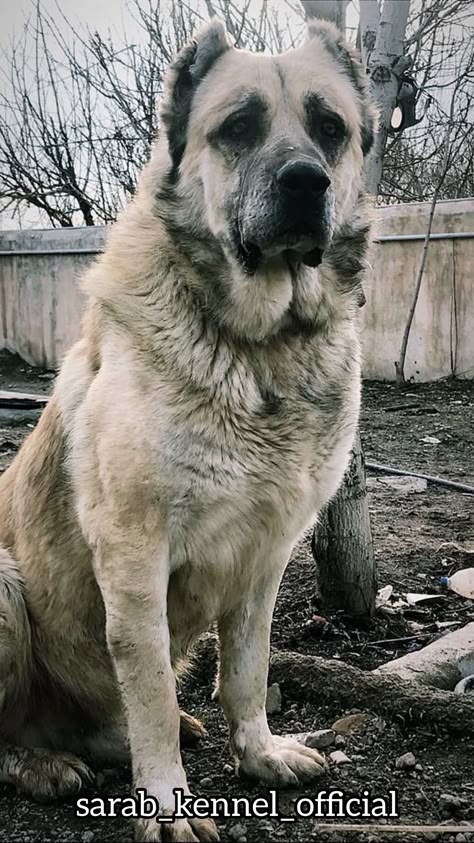 Persian Sarabi Dog, Persian Dog, Persian Mastiff, Prettiest Dogs, Sarabi Dog, Massive Dog Breeds, Kangal Shepherd, Butterfly Soup, Alabai Dog