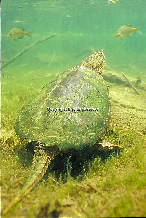 Common Snapping Turtle | Engbretson Underwater Photography Fresh Water Turtle, Cute Snapping Turtle, Turtle In Water Wallpaper, Fish Mural, Common Snapping Turtle, Marine Species, Freshwater Turtles, River Fish, Turtle Swimming Underwater