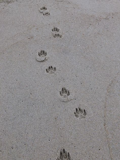 My dogs paw prints in the sand Dog Paws Aesthetic, Wolf Paw Print, Reels Cover, Paw Wallpaper, Paw Print Art, Dogs Paw, Cute Puppies Images, Wolf Paw, Cute Puppy Wallpaper