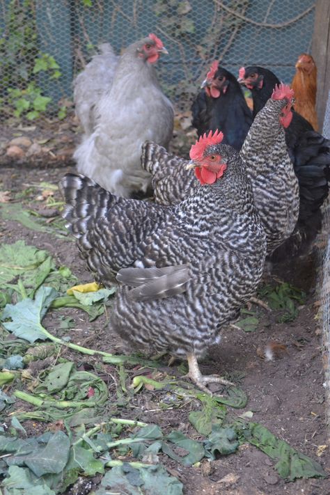 Heritage Breed Chickens, Rooster Vs Hen, Wyandotte Hen, Heritage Chicken Breeds, Golden Laced Wyandotte Hen, Organic Vegetable Garden, Organic Vegetables, South African, Chicken Coop