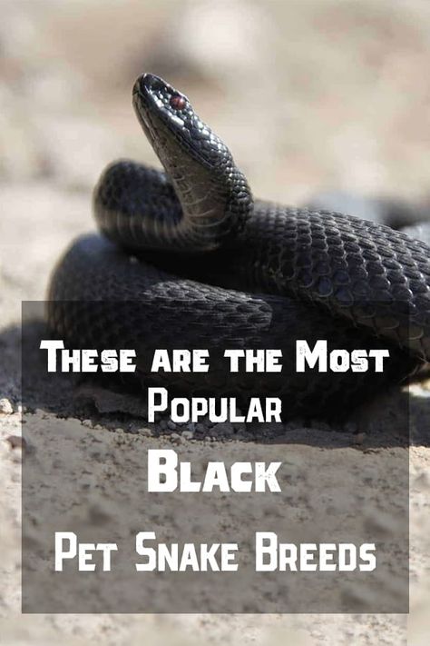 Here are the most popular black snake breeds that many people love to have as a pet. #pet #snakes #blacksnake Snake Breeding, Black Rat Snake, Snake Breeds, Snake Pet, Rosy Boa, Snake Facts, Pet Snakes, Black Rat, Rat Snake