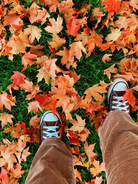 Autumn Aesthetic | Autumn Vibe | Fall Vibe | Leaf Aesthetic | Leaf Peeping Autumn Aesthetic Leaves, Fall Leafs Aesthetic, Guitar Autumn Aesthetic, Autumn Leaf Aesthetic, Autumn Leaf Photography, Leaf Peeping, Autumn Aesthetic, Fall Vibes, Autumn Leaves