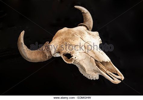 Bison Skull Stock Photos & Bison Skull Stock Images - Alamy Novel Projects, Skull Ideas, Bison Skull, Buffalo Skull, Steer Skull, Desert Landscapes, Skull Mask, Window Painting, Desert Landscaping