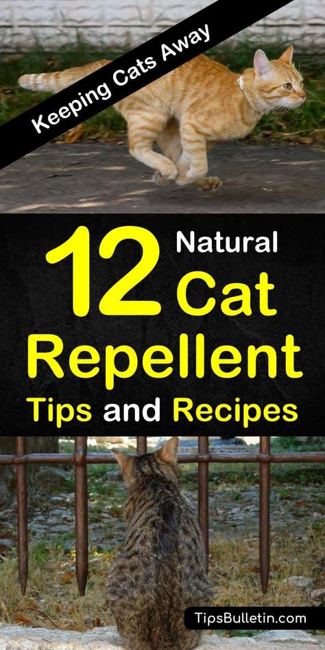 Tired of your indoor cats shredding your prized furniture? Are your flower beds the new litter box? Natural cat repellent using essential oils can save your house and gardens. Cat Repellant Garden, Cat Repellant Outdoor, Cat Deterrent Spray, Cat Repellent, Cat Deterrent, Serious Cat, Tattoo Plant, Natural Repellent, Cat Repellant