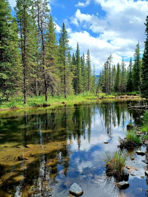 Canada Forest, Canada Nature, Canada Landscape, Canada Photos, Alberta Canada, Paddle Boarding, Pretty Pictures, Beautiful Places, Abc