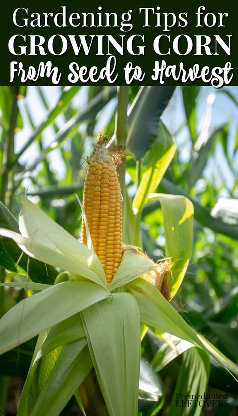 Gardening tips for how to grow Corn, including how to plant corn seeds, how to care for corn seedlings, and how to harvest corn. How To Plant Corn, Corn Growing, Growing Sweet Corn, Grow Corn, Corn Crop, Harvest Corn, Growing Corn, Corn Seed, Corn Plant