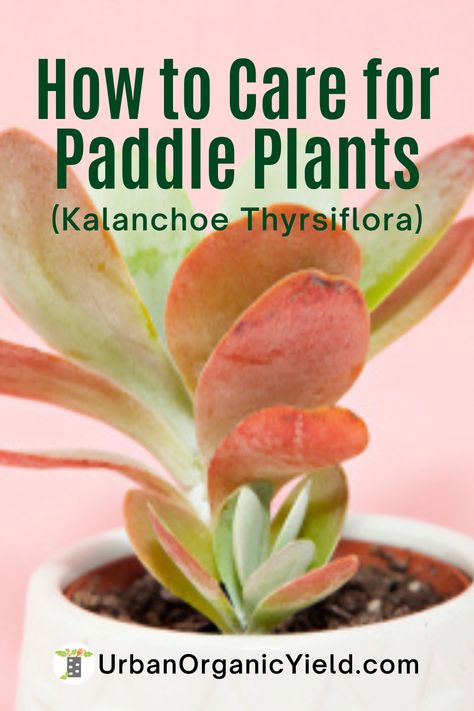 Paddle Plant Succulents, Flap Jack Succulent, Kalanchoe Flapjack, Flapjack Plant, Kalanchoe Plant Care, Kalanchoe Thyrsiflora, Kalanchoe Plant, Paddle Cactus, Cocoa Plant