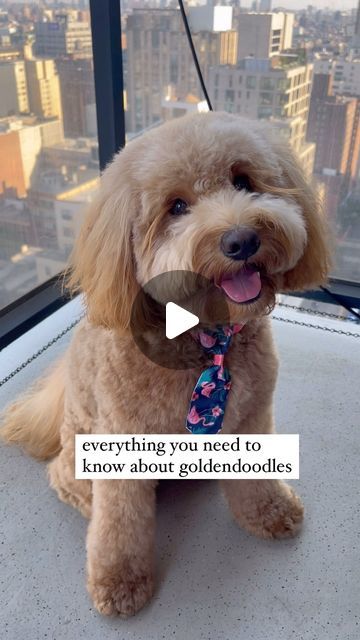 George The Mini Goldendoodle on Instagram: "had to poke a little fun with this audio😂 🐾 🐾 🐾 🐾 #goldendoodle #minigoldendoodle #puppy #goldendoodlesofinstagram #dogs #funnydogs #doodles #puppiesofinstagram #nyc  #goldendoodles #dogsofinstagram #goldendoodles #fluffydogs #puppyvideos #funnydogvideos #dogvideos #hypoallergenic #cutepuppy #dogreels #cutepuppies #minigoldendoodlepuppy #minigoldendoodles #emotionalsupportdog #funnydogs #doodlesofinstagram #hypoallergenicdog #fluffypuppy #cutedog" Goldendoodle Black, Standard Goldendoodle, Mini Goldendoodle Puppies, Doodle Videos, Emotional Support Dog, Hypoallergenic Dogs, Fluffy Puppies, Mini Goldendoodle, Fluffy Dogs