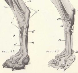 eba64f54a8bceba8de08eb867524f18a Leg Anatomy, Anatomy Images, Foot Anatomy, Dog Anatomy, Life Drawing Reference, Cat Anatomy, Dog Leg, Dog Skeleton, Animal Anatomy