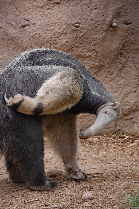 Ant Eater, Giant Anteater, Isabella Rose, Animals Amazing, Interesting Animals, Rare Animals, Silly Animals, The Zoo, Weird Animals