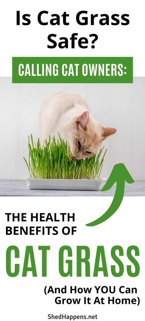 As cat owners, we are well aware that our cats are carnivores, requiring meat in order to achieve a balanced diet and meet their dietary needs. What you may not realize is that your cat can also benefit by adding some greens into the mix. I’m not talking about adding lettuce or spinach to their kitty dish. The easiest solution to keep your cat happy and healthy is to explore the benefits of cat grass. #cats #cat #petcare #catcare #catsupplies #petsupplies #catgrass #cathealth #pethealth Cat Grass Indoor, Growing Wheat Grass, Pet Grass, Cat Grass, What Cat, Cat Care Tips, Wheat Grass, Pet Hacks, Heirloom Seeds