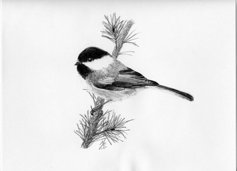 Chickadee Drawing, Trust Your Struggle, Chickadee Tattoo, Body Markings, Bird Pencil Drawing, Pine Tattoo, Grandma Tattoos, Little Bird Tattoos, Botanical Sketchbook