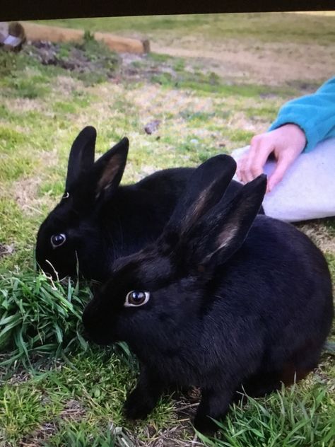 Havana Rabbit, Real Animals, Peanut Butter And Jelly, Rabbits, Farm Animals, Havana, Peanut Butter, Jelly, Peanut