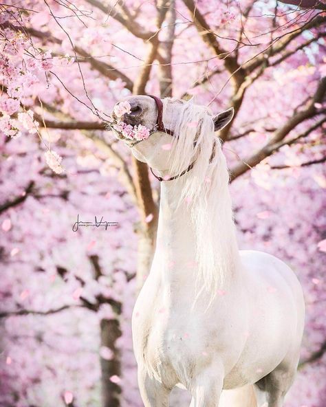 Majestic Horses, Beautiful Horses Photography, Beautiful Horse Pictures, Horse Inspiration, Horse Riding Clothes, Pink Tree, Horse Wallpaper, Andalusian Horse, Equine Photographer