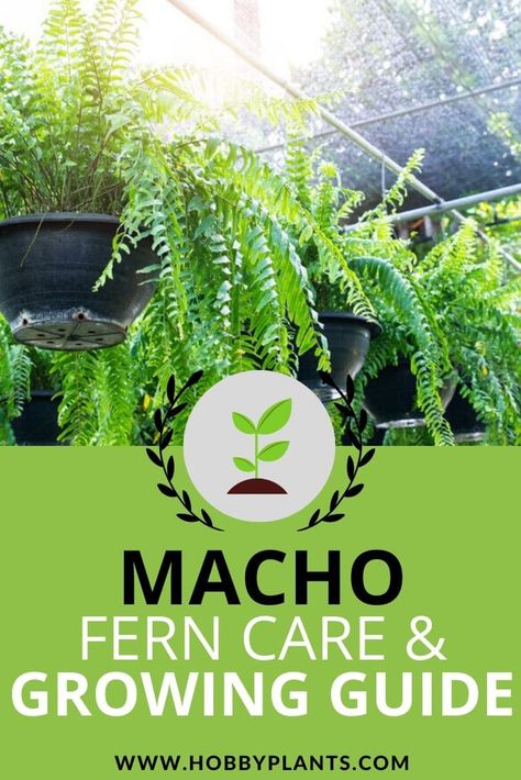 Macho Fern Care Types Of Fern Plants, Macho Fern, Fern Care, Ferns Care, Types Of Ferns, Autumn Fern, Florida Plants, Ferns Garden, Winter Outdoors