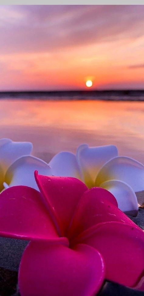 Monoi Flower, Plumeria Flowers, Shotting Photo, Lovely Flowers Wallpaper, Wallpaper Nature Flowers, Beach Wallpaper, Hawaiian Flowers, Beautiful Landscape Wallpaper, Arte Fantasy