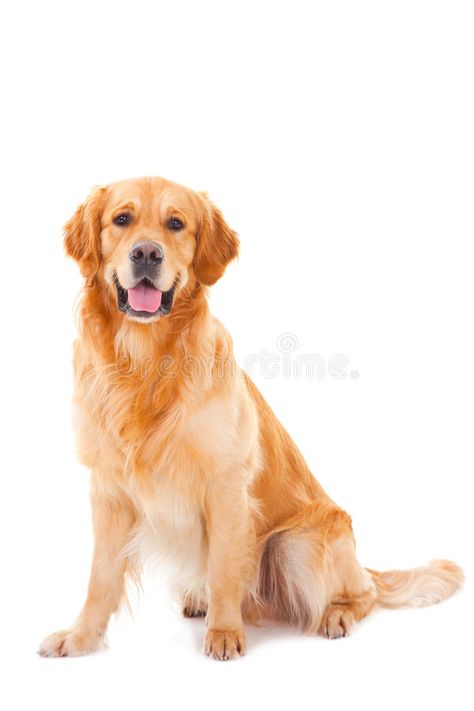 Photo about Purebred golden retriever dog sitting on white background. Image of hunting, animal, looking - 24750790 Pitbull Facts, Golden Retriever Breed, Golden Retriever Training, Golden Retriever Rescue, Golden Retriever Shirt, Golden Retriever Puppy, Pembroke Welsh Corgi, Retriever Puppy, Dogs Golden Retriever