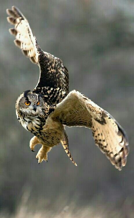 Great Horned Owl in flight. Feathered Wings, Animal Inspiration, Owl Photography, Nocturnal Birds, Reference Pics, Ohara Koson, Owl Photos, Animal References, Your Spirit Animal