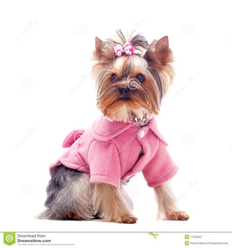 Yorkie in pink!! Pink is yorkie's color!!! Bows For Dogs, Dog Goggles, Dog Toothpaste, Puppy Images, Yorkshire Terriers, Yorkshire Terrier Puppies, Yorkie Puppy, Dog Id Tags, Pink Coat