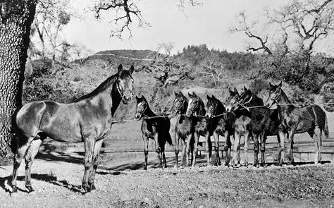 Horse History, Secretariat Horse, Sea Biscuit, Horses Breeds, Famous Horses, Triple Crown Winners, Horse Race, Horse Silhouette, Race Horses