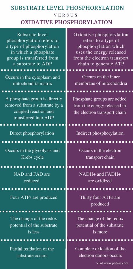 Difference Between Substrate Level Phosphorylation and Oxidative Phosphorylation Check more at https://in4arts.com/difference-between-substrate-level-phosphorylation-and-oxidative-phosphorylation.html Anaerobic Respiration, Oxidative Phosphorylation, Citric Acid Cycle, Biological Science, Electron Transport Chain, Gram Negative Bacteria, Krebs Cycle, Plasma Membrane, Biology Art